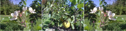 rozkvitnutá jabloň v auguste