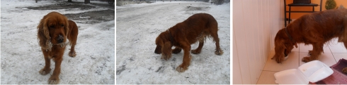 kokrspaniel