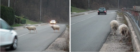 Ušli ovce Milanovi Capákovi